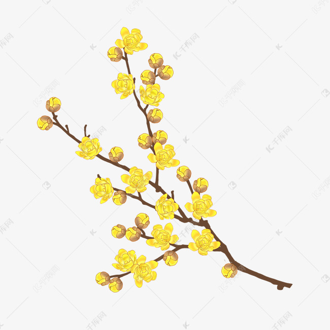 古风腊梅冬季花枝