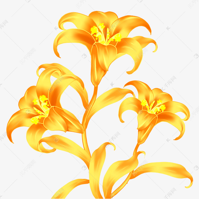 金色百合百合花