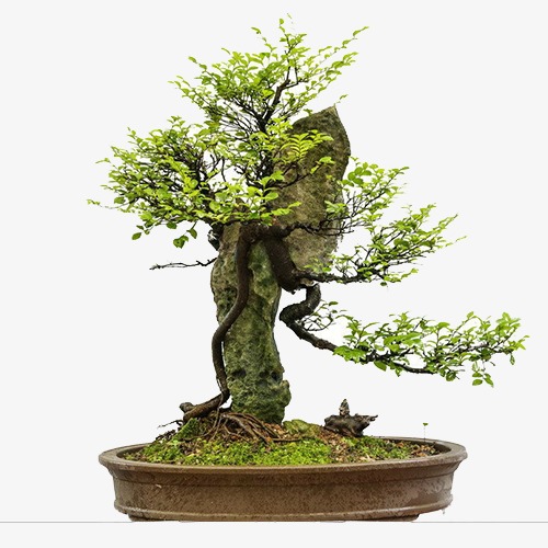 盆景海报_盆景png素材-90设计