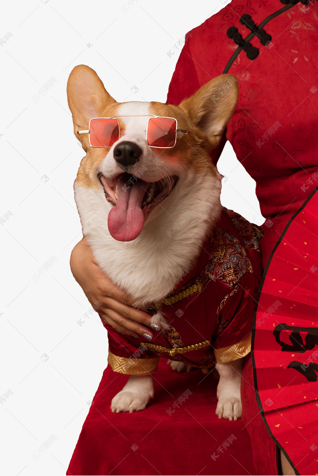 旗袍女孩抱着柯基