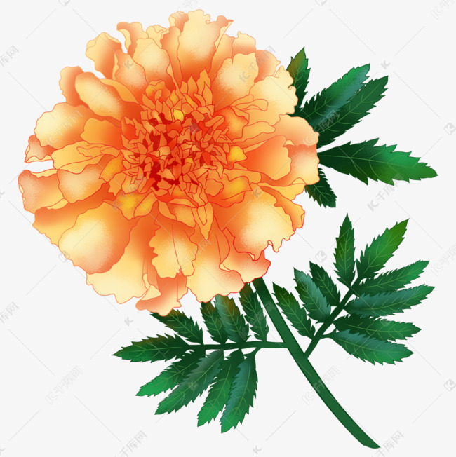 手绘风格重瓣万寿菊