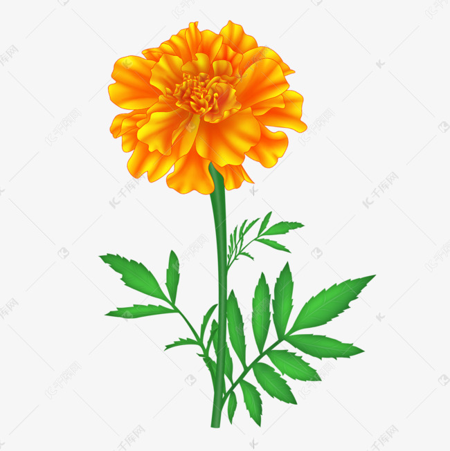 手绘风格黄色万寿菊植物