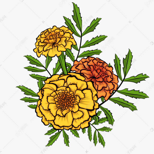 手绘风格黄色万寿菊