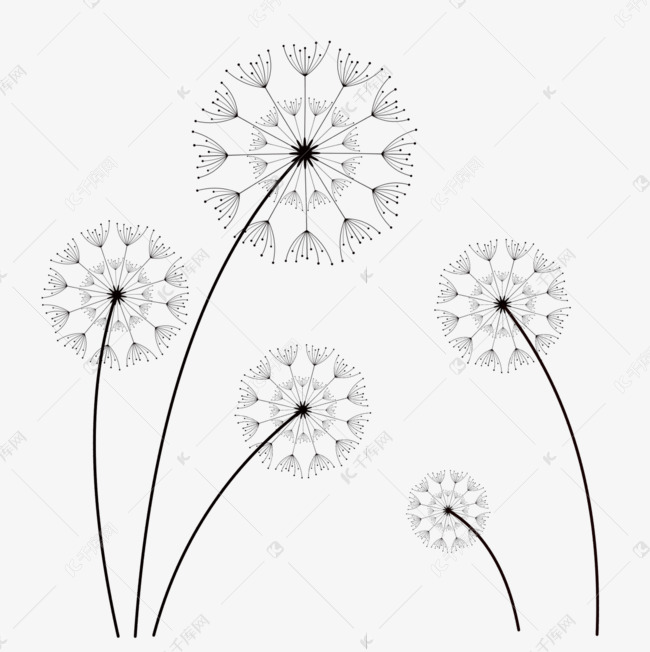 手绘线描蒲公英