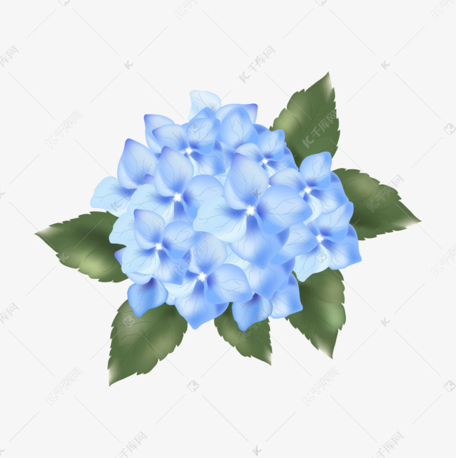 手绘质感蓝色绣球花