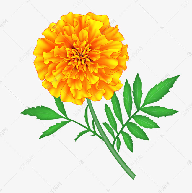 手绘橙黄色万寿菊花朵