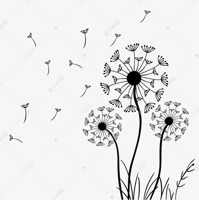 手绘卡通黑色线条蒲公英插画