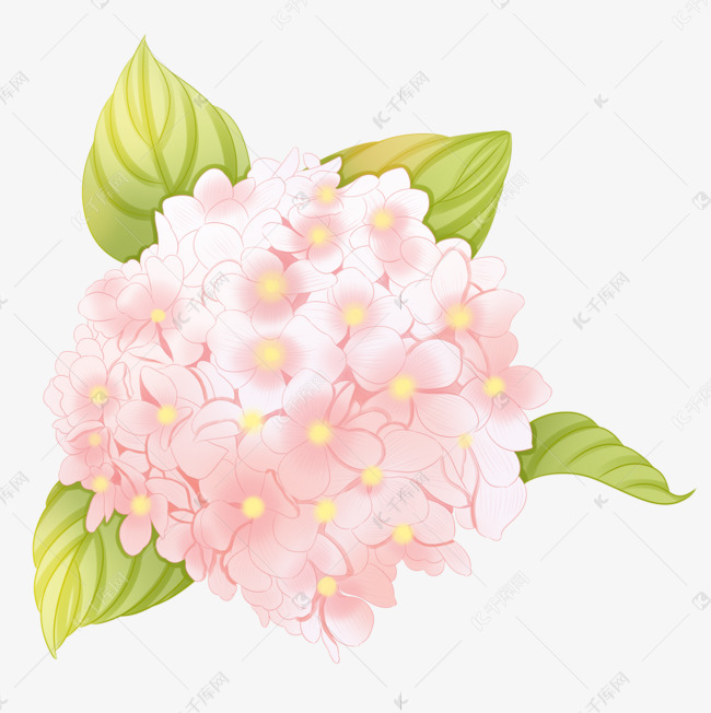 手绘风格粉红色绣球花