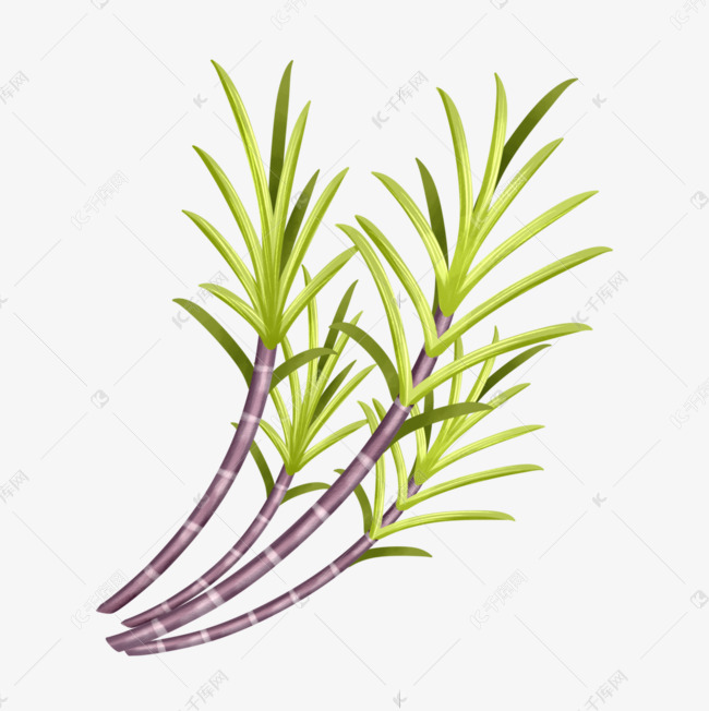 清新风格甘蔗元素