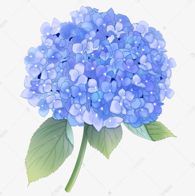 手绘风格浅蓝色绣球花