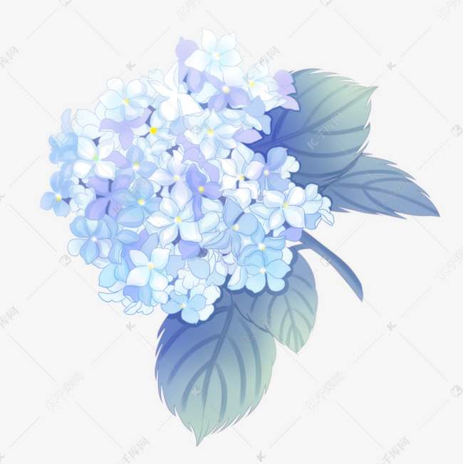 手绘风格蓝紫绣球花