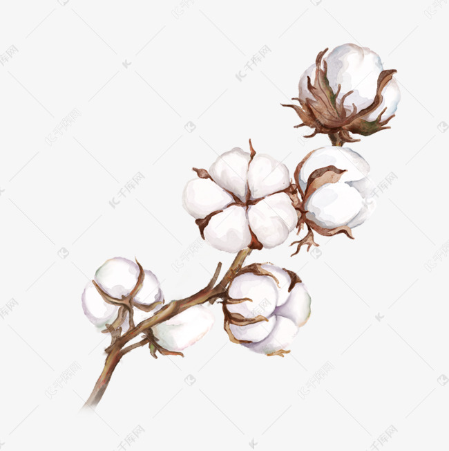 一枝柔软的手绘水彩风格棉花