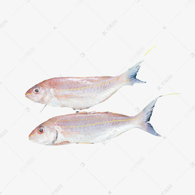 两条小鱼红杉鱼