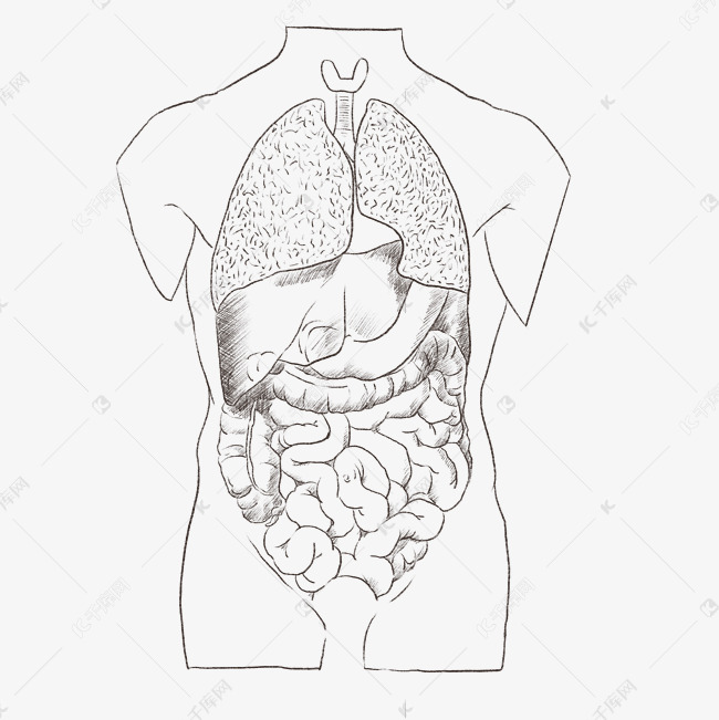 内脏器官分布图画画图片