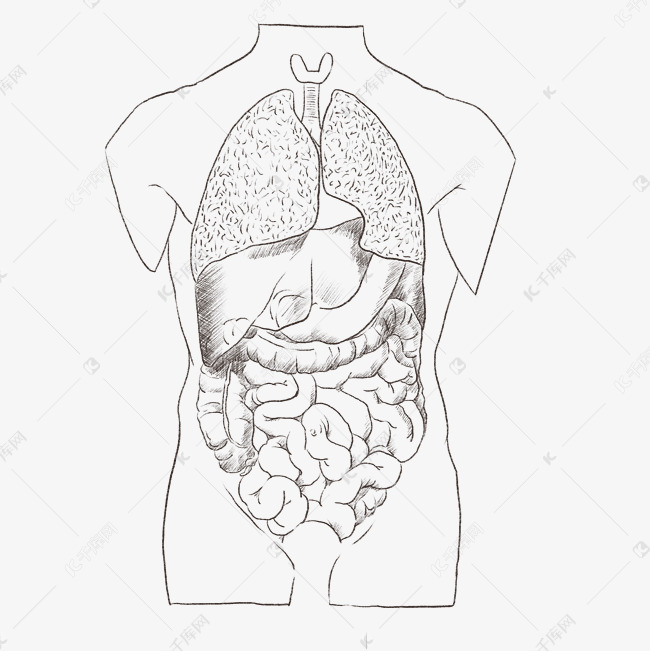 人体内脏简笔画图图片
