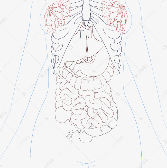 人体器官简笔画手绘图片