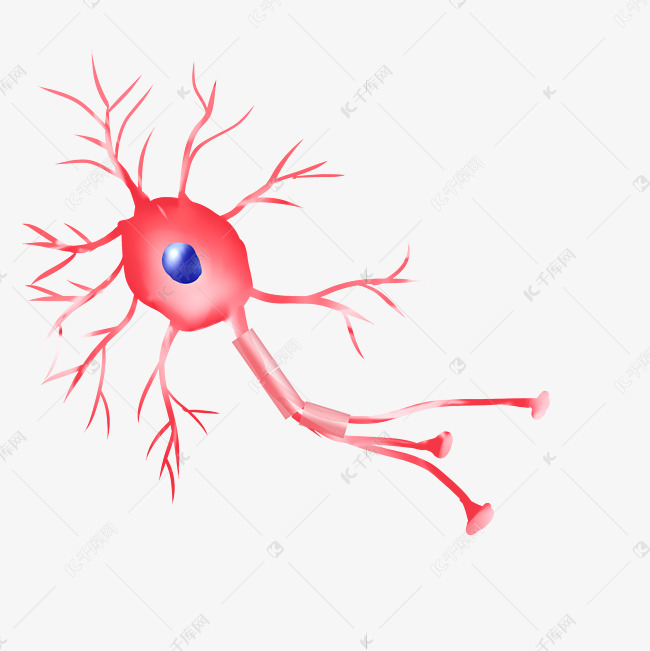 神经体粉红色末梢