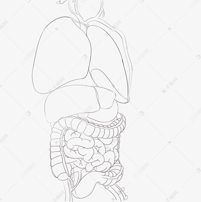 人体素描器官基础画法图片