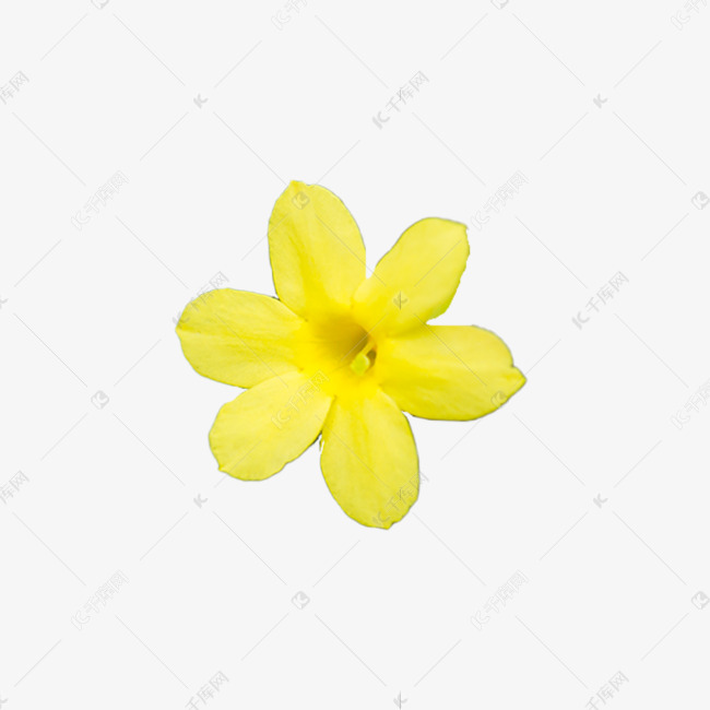 迎春花植物盛开自然花素材图片免费下载 高清免抠摄影png 千库网 图片编号