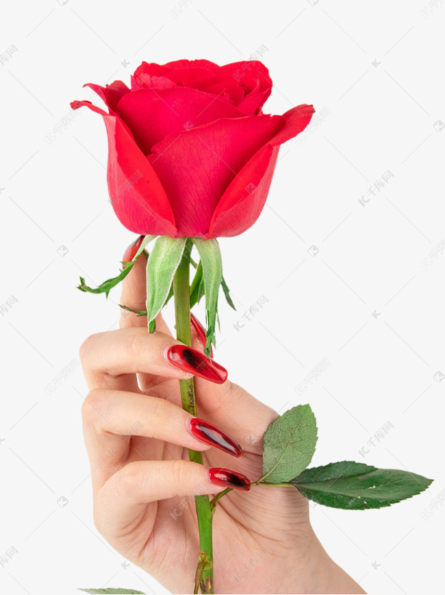 女神节手持红玫瑰