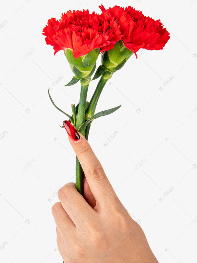 女神节手持康乃馨花枝