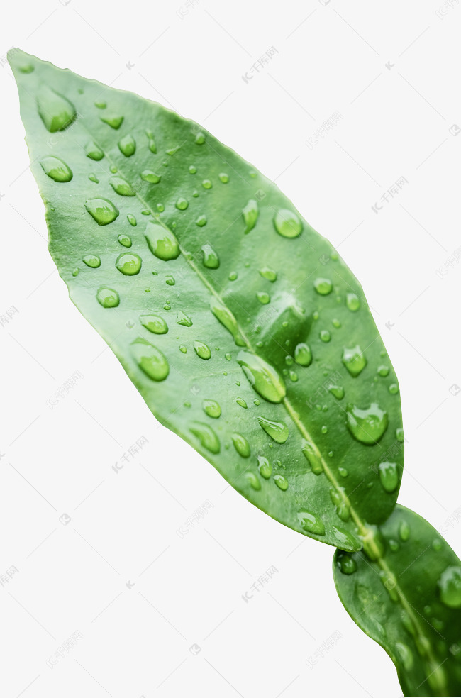 植物叶子绿叶水珠水滴素材图片免费下载 高清免抠摄影png 千库网 图片编号