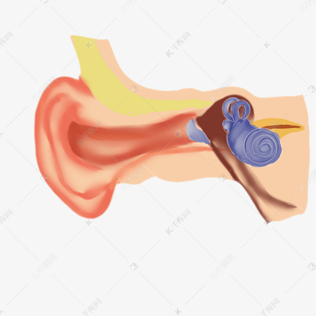 人体耳朵耳膜