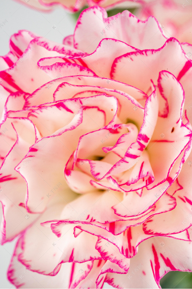 花蕾花卉花蕊素材图片免费下载 高清免抠摄影psd 千库网 图片编号