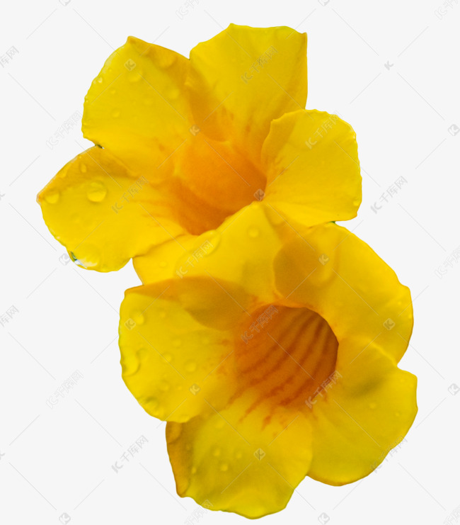 黄蝉花植物鲜花素材图片免费下载 高清免抠摄影png 千库网 图片编号