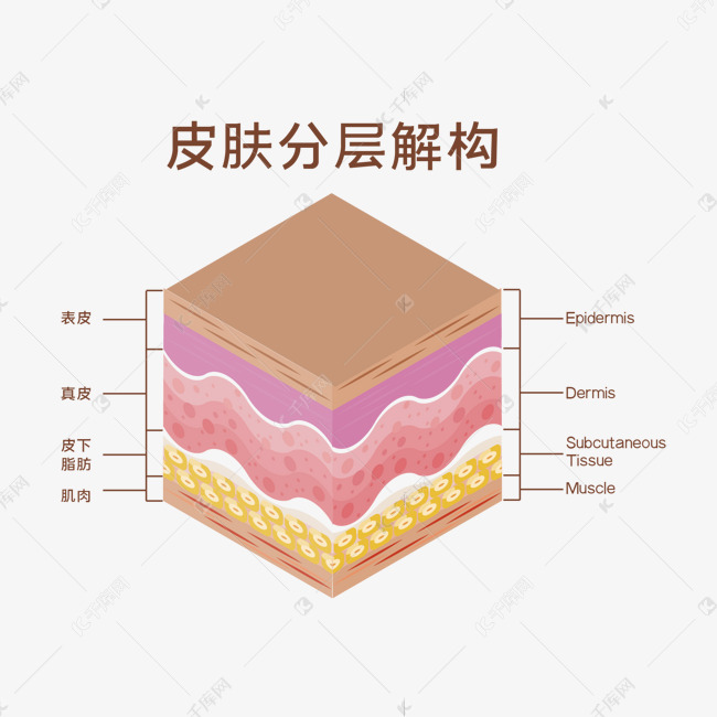皮肤分层解构医学素材图片免费下载-千库网