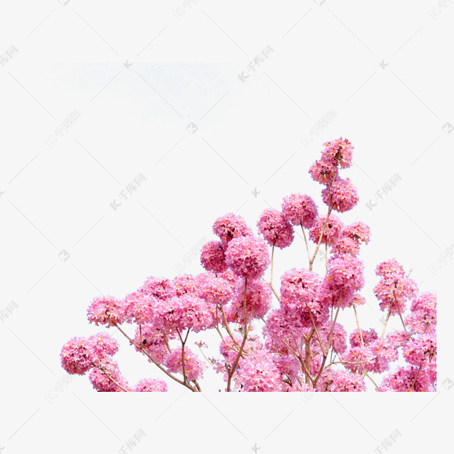 风铃花春天素材图片免费下载 高清免抠摄影png 千库网 图片编号 风铃花春天素材图片免费下载 高清免抠摄影png 千库网 图片编号