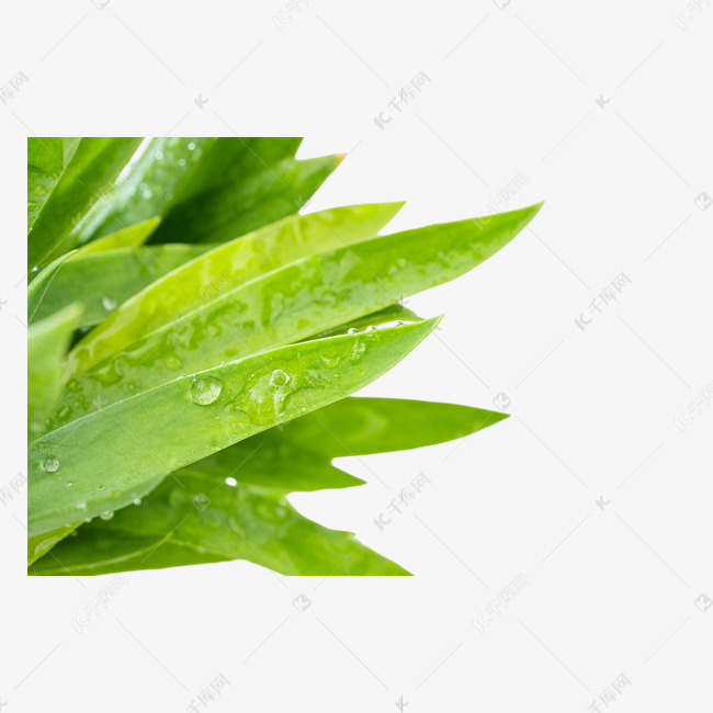 植物绿叶水滴露珠素材图片免费下载 高清免抠摄影psd 千库网 图片编号