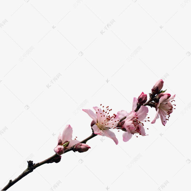 桃树花枝春天三月桃枝桃园开花素材图片免费下载 高清免抠摄影psd 千库网 图片编号