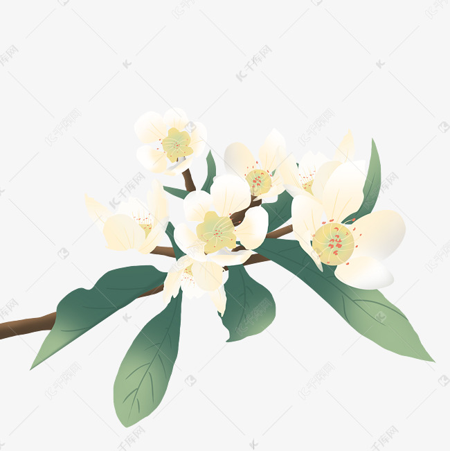 春天春季水果开花梨树梨花植物花