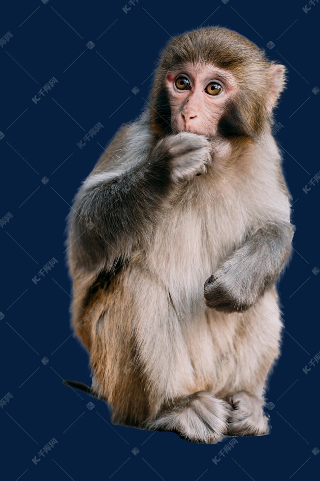 猴子的照片霸气的照片图片