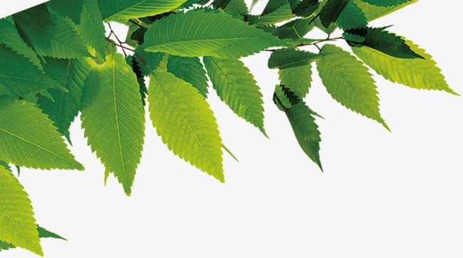 绿色桑树叶png素材-90设计