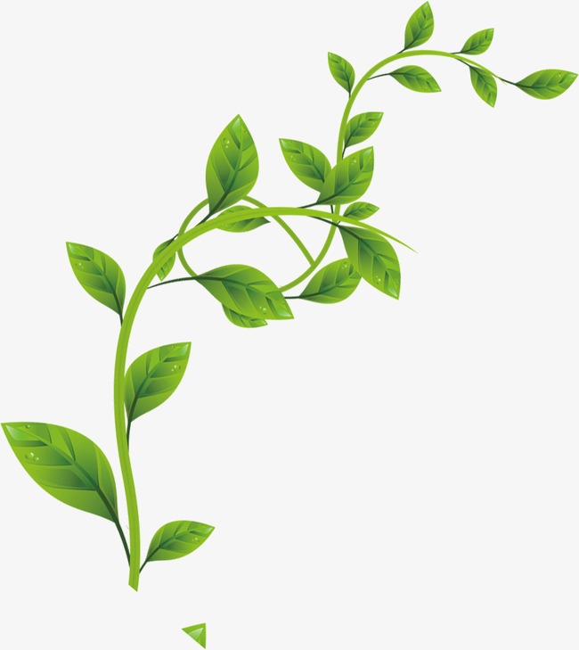 春天绿色植物藤蔓边框素材叶子