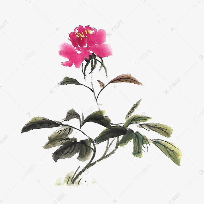 水墨红色芍药花