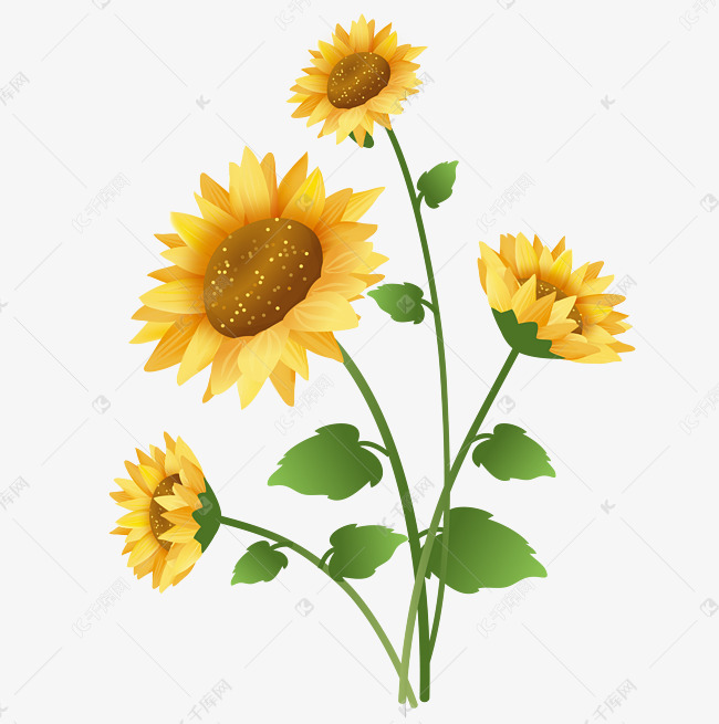 盛开向日葵春夏春天夏天植物素材图片免费下载 高清装饰图案psd 千库网 图片编号