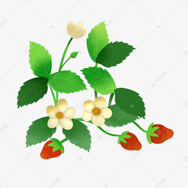 草莓果实藤蔓
