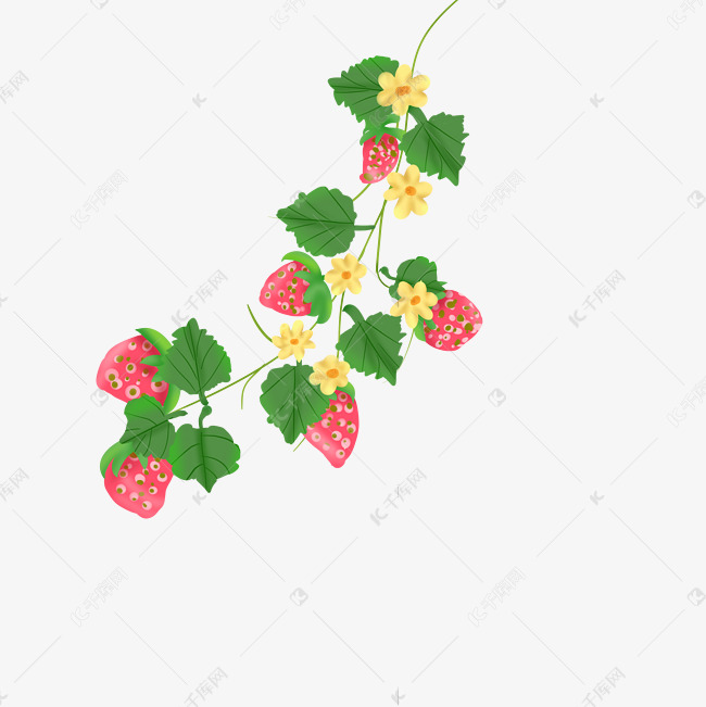 草莓枝藤叶脉