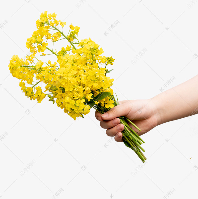 手拿花束油菜花