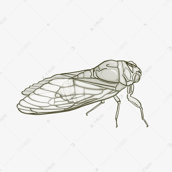 线描蝉昆虫