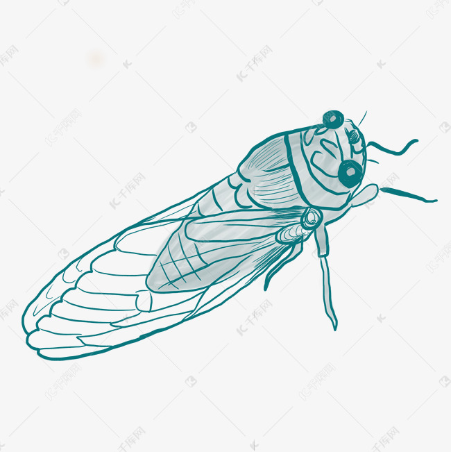线描昆虫蝉