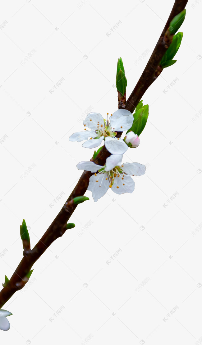 李花梨花春天花开素材图片免费下载 高清免抠摄影png 千库网 图片编号