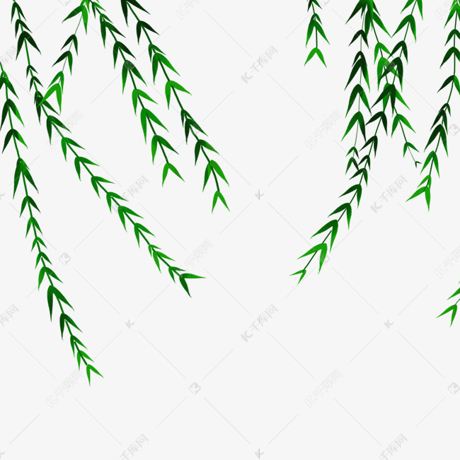 绿色植物杨柳