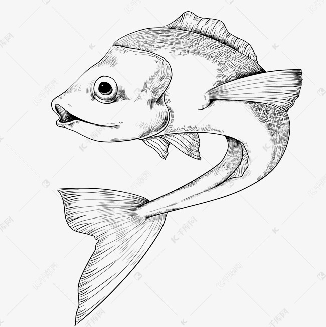 线描锦鲤金鱼
