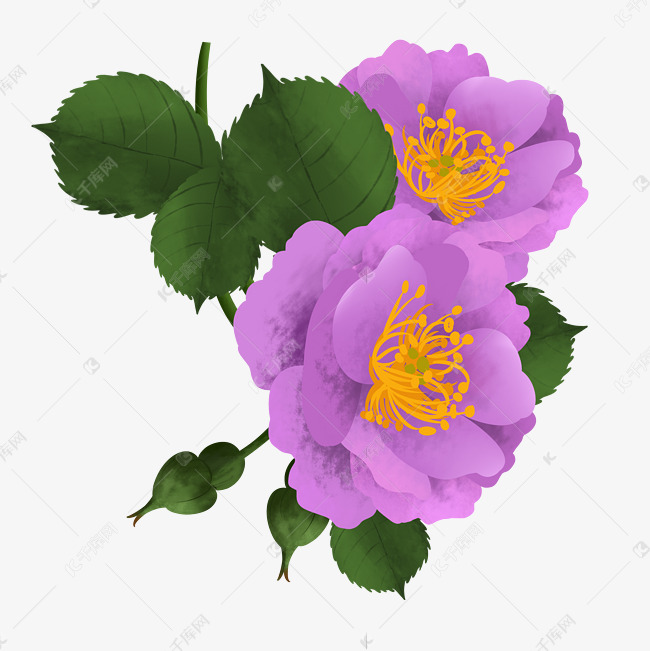 花卉蔷薇素材图片免费下载 高清装饰图案psd 千库网 图片编号 花卉蔷薇素材图片免费下载 高清装饰图案psd 千库网 图片编号