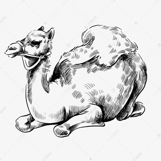 线描卧着的骆驼
