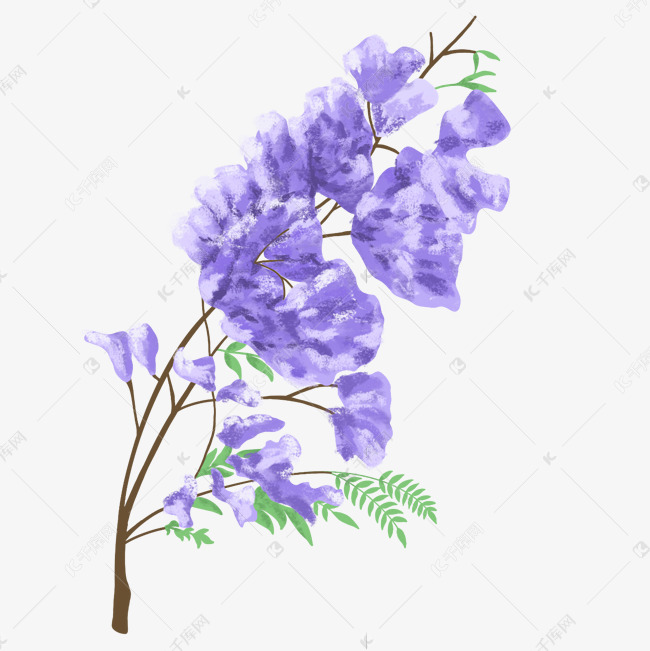 手绘好看的蓝花楹植物